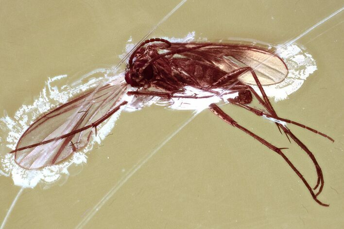 Fossil Dark-Winged Fungus Gnat (Sciaridae) In Baltic Amber #330651